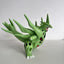 Pokemon Tyranitar Figure